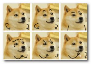 日本柴犬
