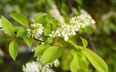  樸樹開什么顏色的花，樸樹開花結(jié)果圖片