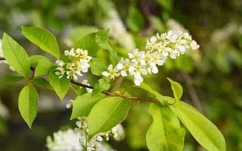  樸樹開什么顏色的花，樸樹開花結(jié)果圖片？ 
