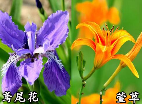  萱草和鳶尾的區(qū)別「常綠鳶尾和常綠萱草有什么區(qū)別」 